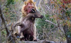 爱游戏app-雄狮队员表现亮眼，率队赢下关键战役的简单介绍