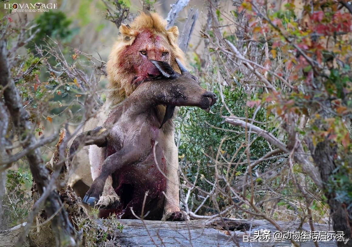 雄狮队员表现亮眼，率队赢下关键战役的简单介绍